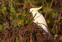 Sulphur-crested Cockatoo